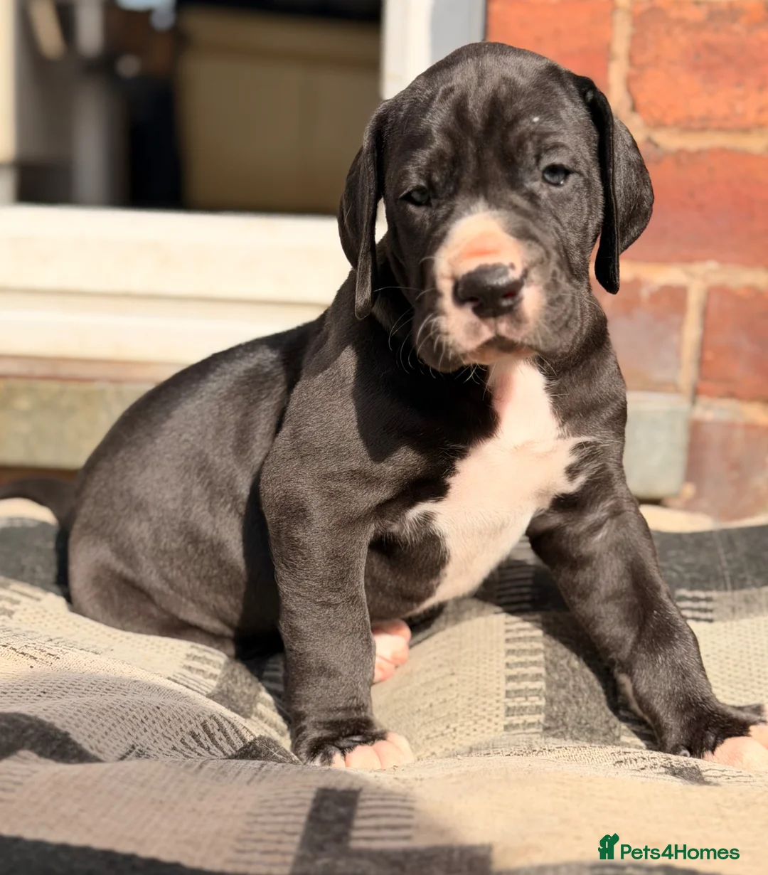 Great Dane dogs for sale: KC Reg READY NEXT WEEK 🐶 HEALTH TESTED 🐶 - Advert 2