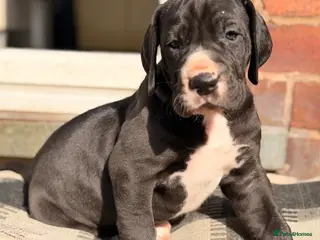 Great Dane dogs KC reg extensively health tested Great Dane puppy - Advert 3
