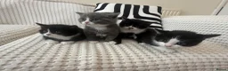 Mixed Breed cats for sale: British Shorthair Cross Kittens Ready Now in Birmingham - Advert 6