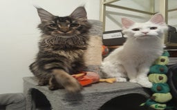 Maine Coon cats for sale: two girl with 5 pedigree maine coon - Advert 21