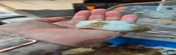 Mouse rodents for sale: Fancey Male and female mice - Advert 6