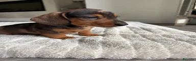 Miniature Dachshund 4