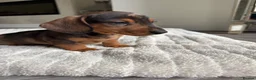 Miniature Dachshund dogs for sale: Miniature dachshund  - Advert 16