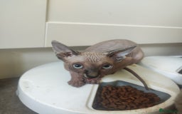 Sphynx cats for sale: Sphinx gils - Image 2