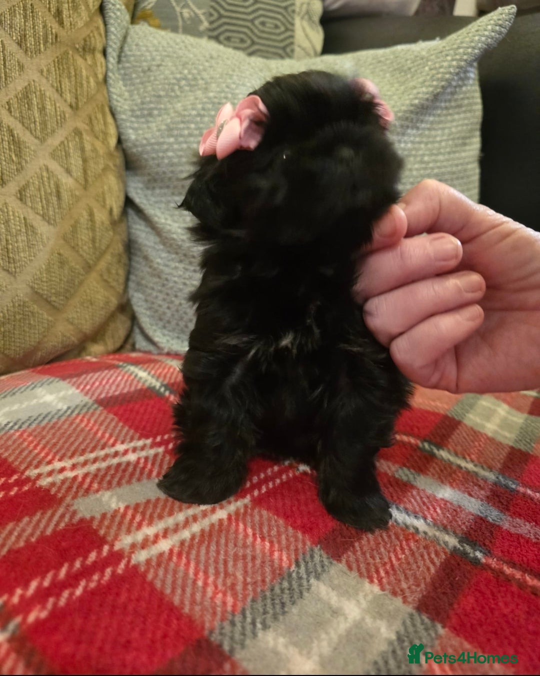 Shih Tzu dogs for sale: Imperial shihtzu  - Advert 4