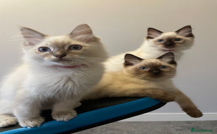 Ragdoll cats - Advert 4