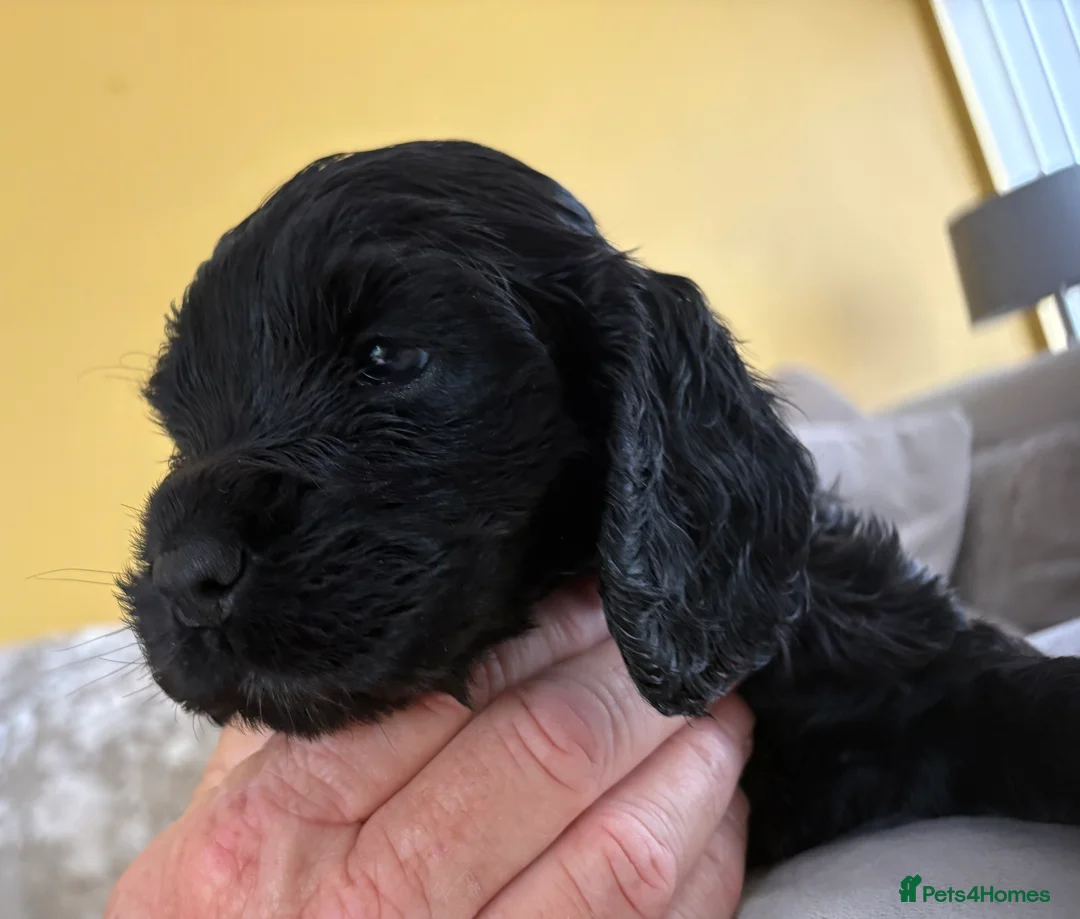 Cocker Spaniel dogs for sale: Cocker Spaniel Puppies in Wishaw - Advert 2