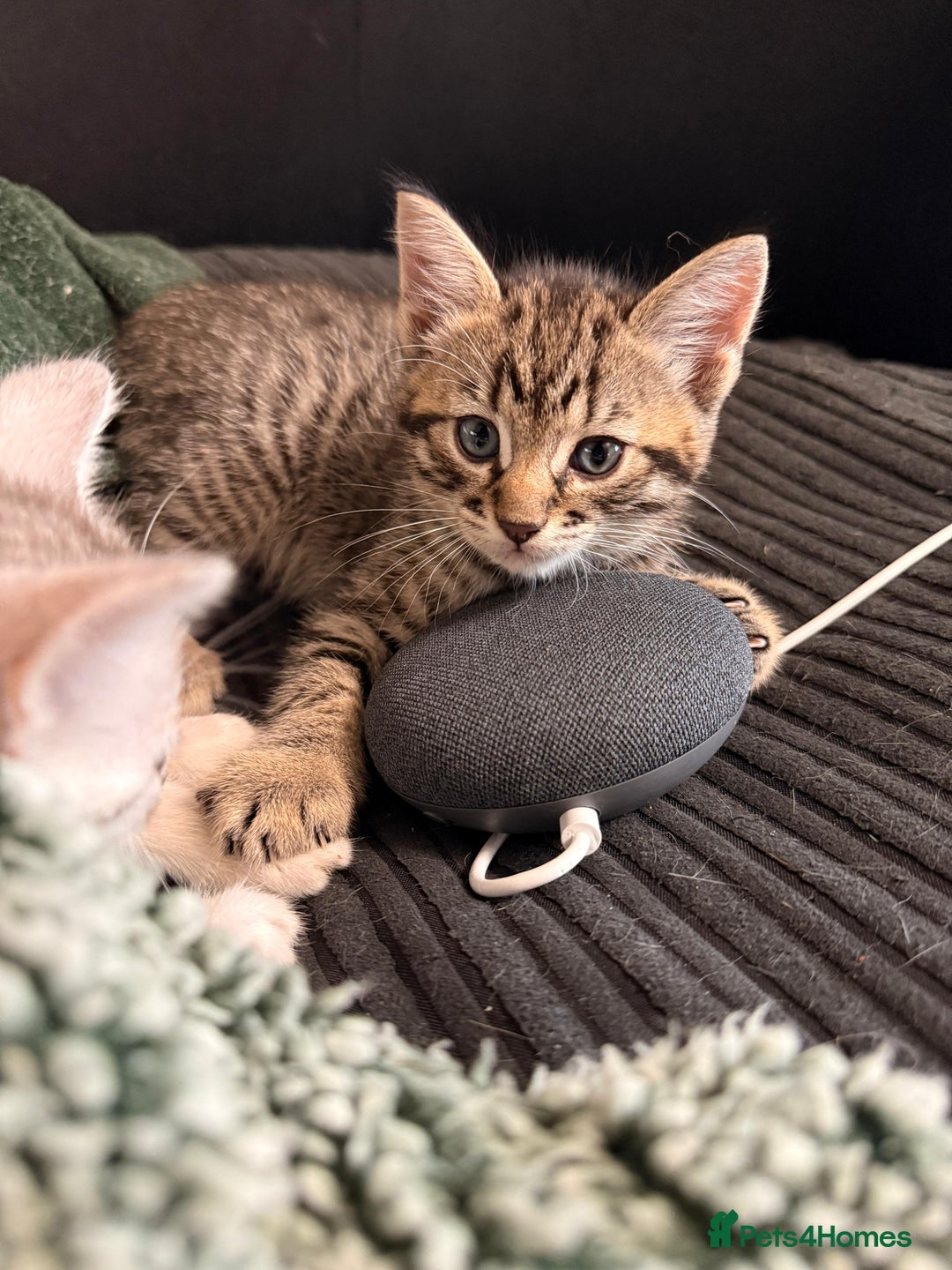 Mixed Breed cats for sale: Cute Kittens - Image 4