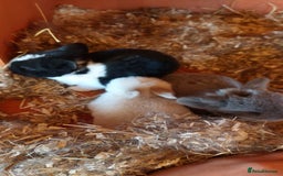 Mini Lop rabbits for sale: Gorgeous 💙purebred mini lop bunnies💙  - Image 6