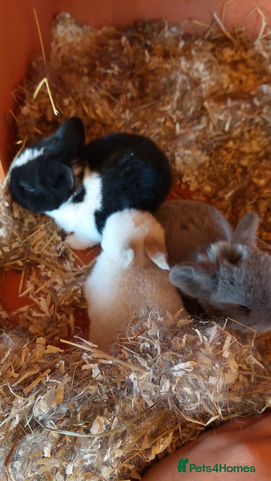 Mini Lop rabbits for sale: Gorgeous 💙purebred mini lop bunnies💙  - Image 6