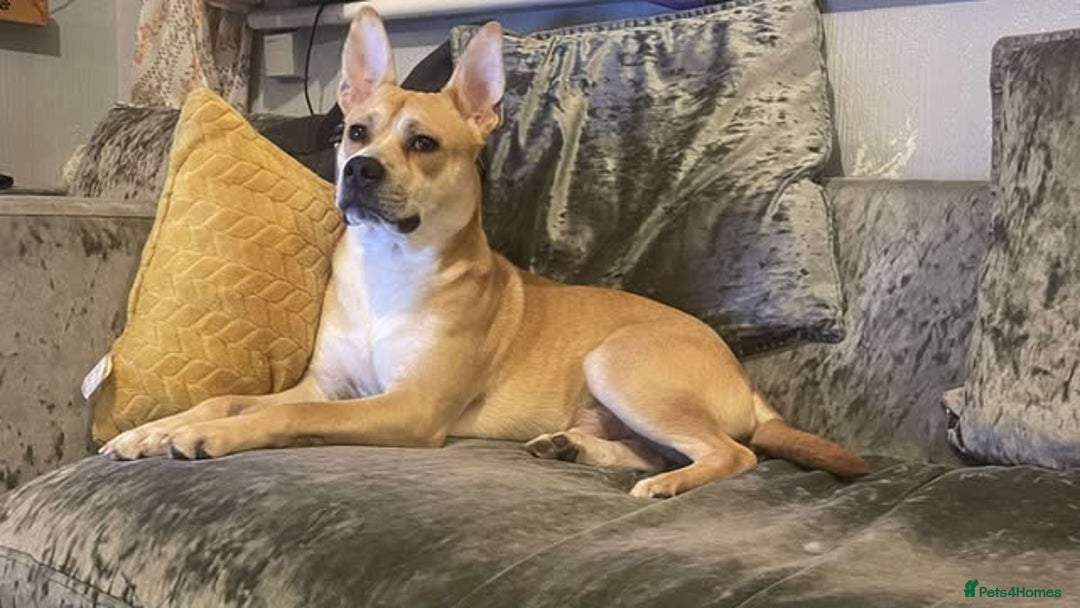 Mixed Breed dogs for adoption: Meet Bruno - Image 1