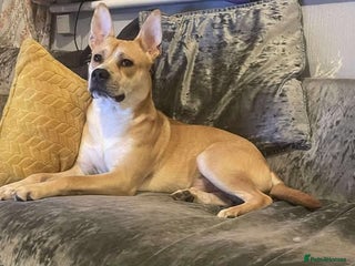 Mixed Breed dogs Meet Bruno - Advert 2