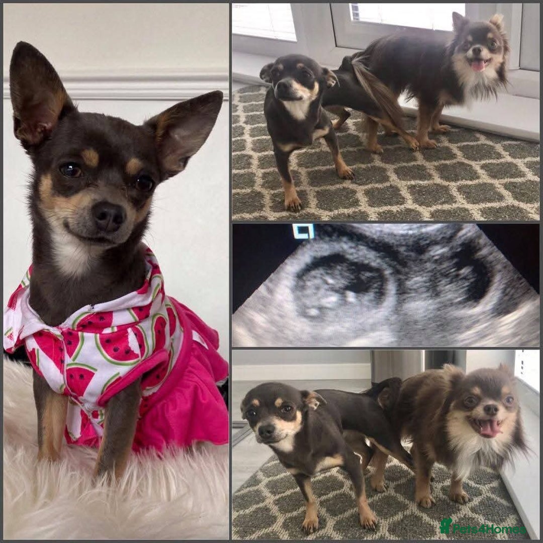 Chihuahua dogs for sale: 2 Chihuahua girls ready to leave   - Advert 2