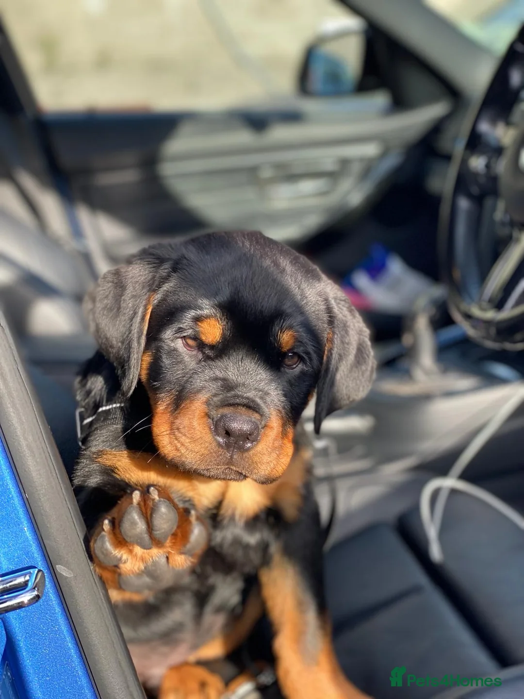 Rottweiler dogs for stud: CH Kayshillblue Zeus of Lorayla JW  in Motherwell - Advert 15