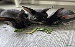 Mixed Breed rabbits for sale: 3 male bunnies ready to go - Image 1