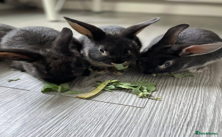 Mixed Breed rabbits - Advert 1