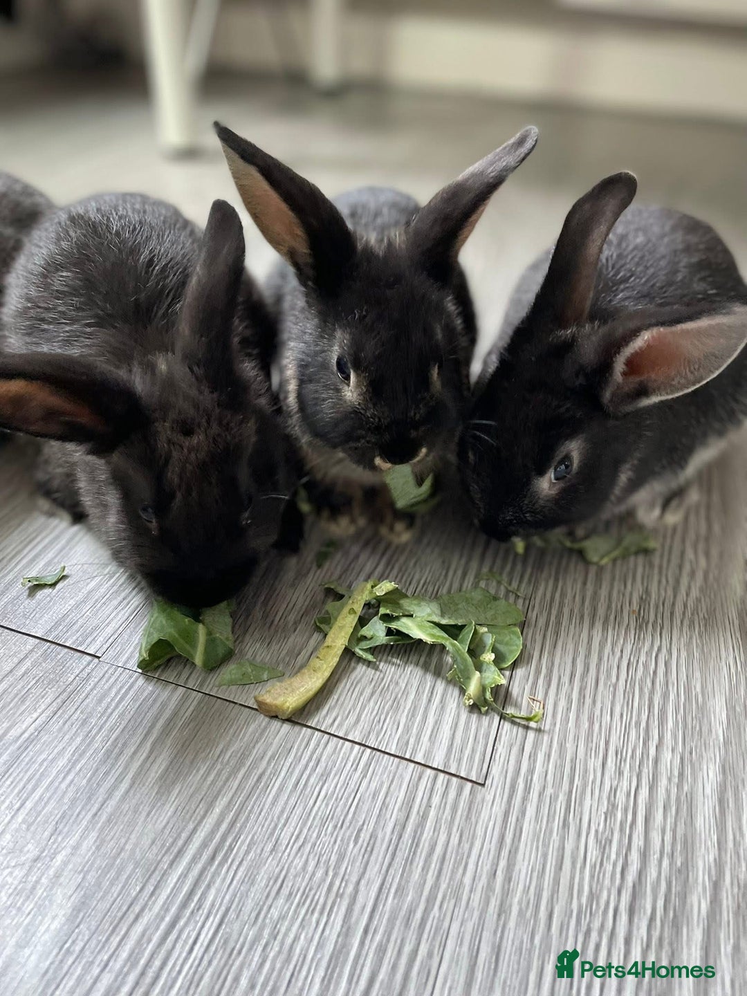 Mixed Breed rabbits for sale: 3 male bunnies ready to go - Image 1