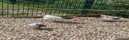 Chickens poultry for sale: Light Sussex bantoms in Rochford - Advert 4