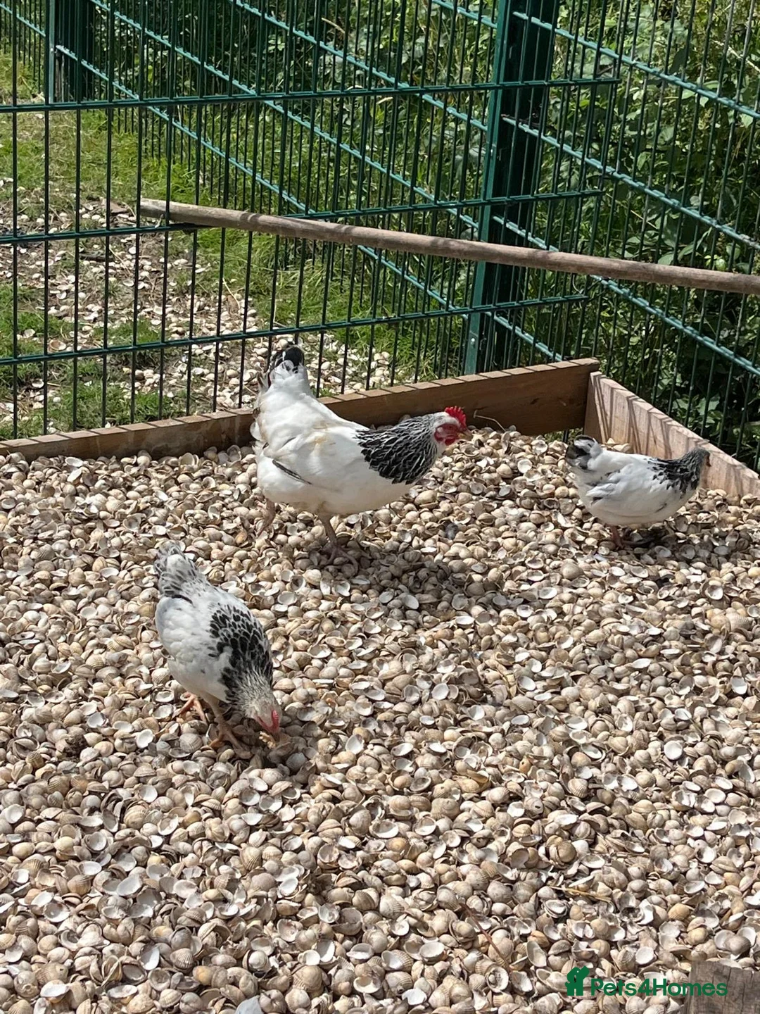 Chickens poultry for sale: Light Sussex bantoms in Rochford - Advert 4