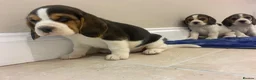 Beagle dogs for sale: Chunky friendly beagles  - Advert 7