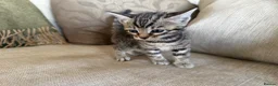 Bengal cats for sale: Exceptional Bengal Heritage Kittens in Llangammarch Wells - Advert 19