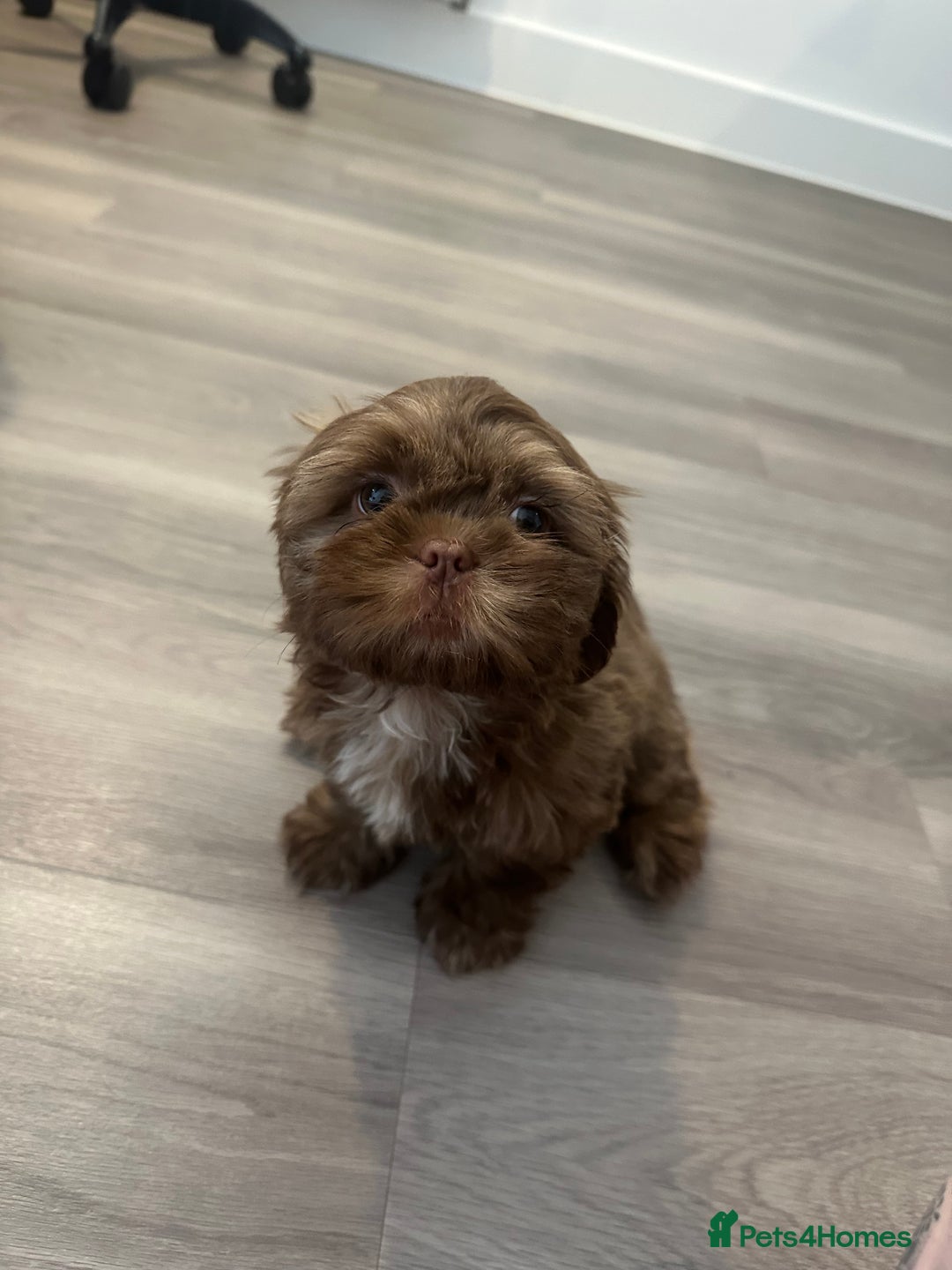 Shih Tzu dogs for sale: Sweet Shih tzu girl READY NOW - Image 4