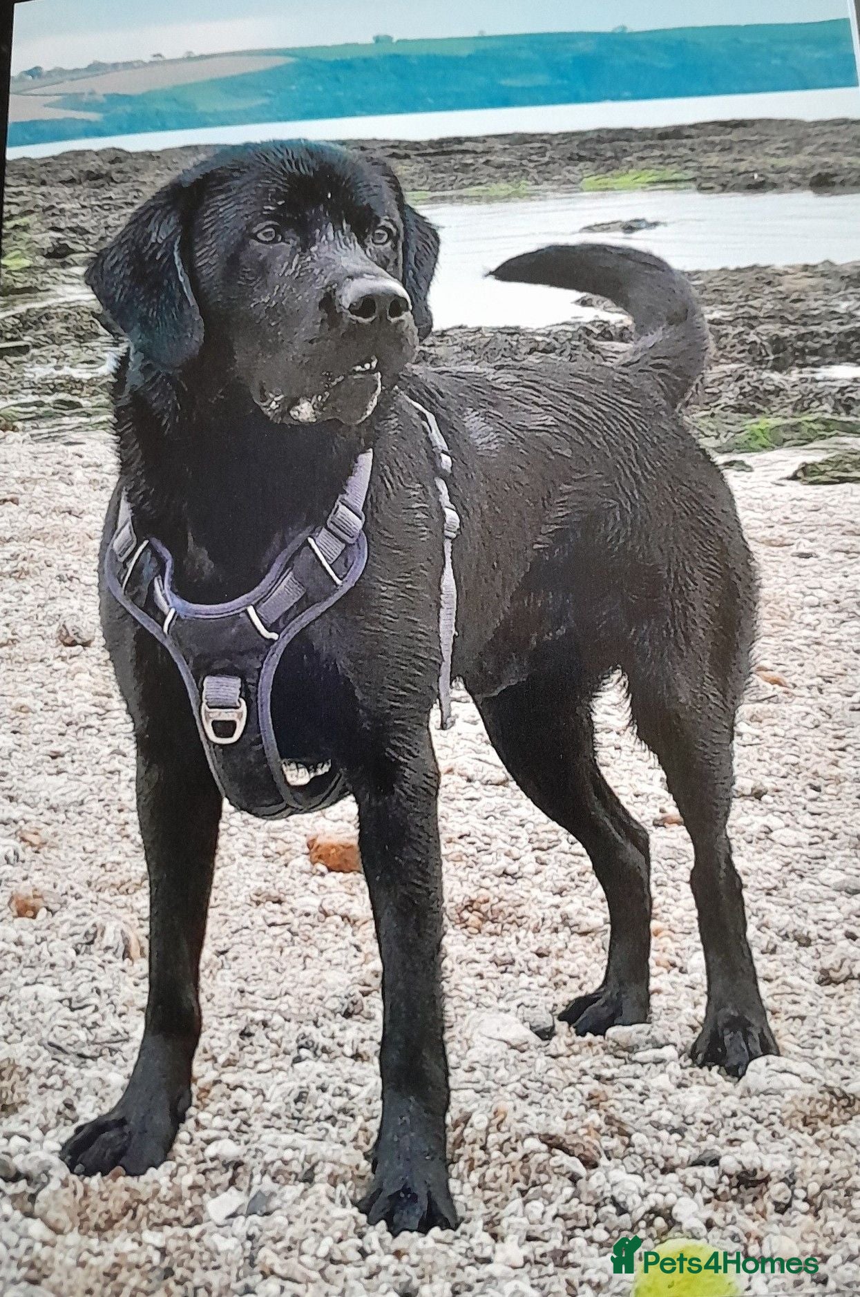 Labrador Retriever dogs KC Registered, fully health tested Labrador Stud - Advert 23