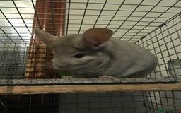 Chinchilla rodents for sale: Rehoming our sweet girl - Image 2