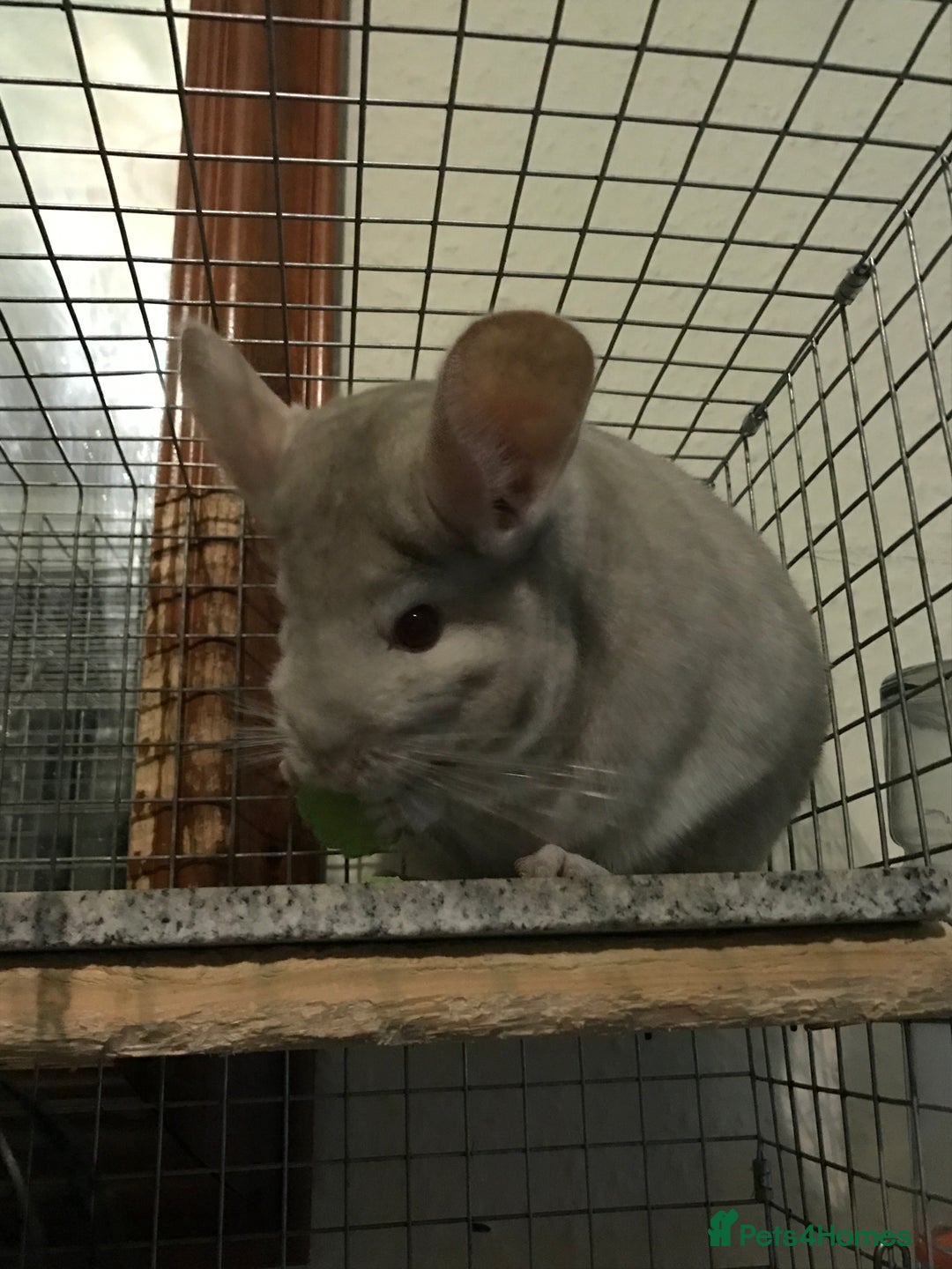 Chinchilla rodents for sale: Rehoming our sweet girl - Image 2