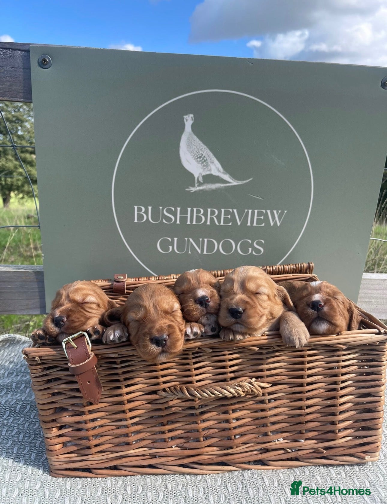 Cocker Spaniel dogs Kc registered Working Cocker Spaniel puppies  - Advert 2
