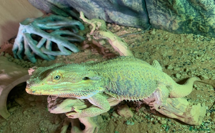 Bearded Dragon reptiles - Advert 6