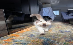Ragdoll cats for sale: 10 weeks old Ragdoll kitten £400 - Image 8