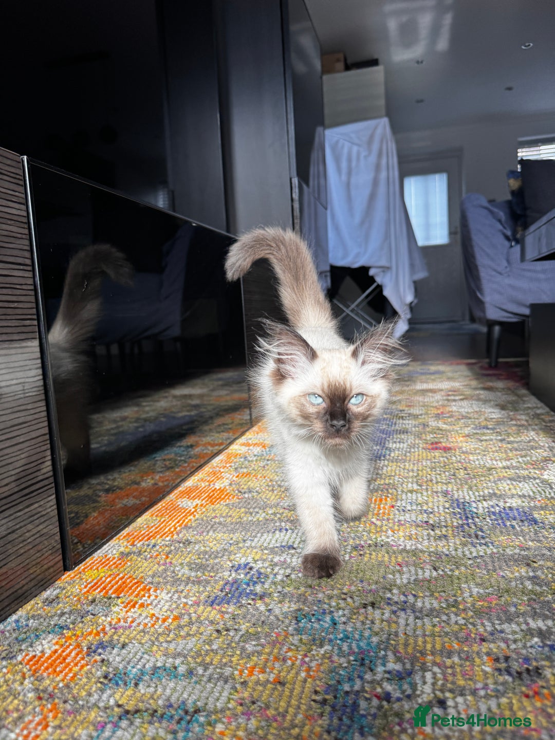 Ragdoll cats for sale: 10 weeks old Ragdoll kitten £400 - Image 8