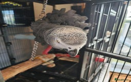 Parrots birds for sale: African Grey Parrot  - Image 3