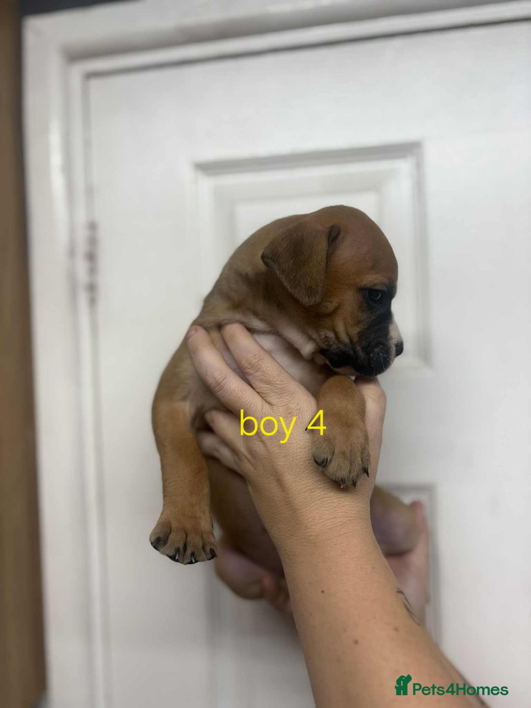 Mixed Breed dogs for sale: Beautiful mastiff cross pups - Image 27