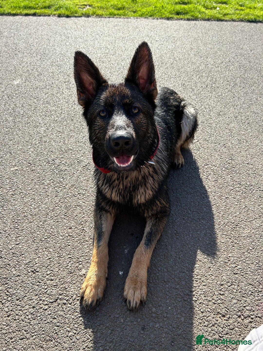 German Shepherd dogs for stud: Gorgeous German Shepherd For Stud in Kidderminster - Image 10