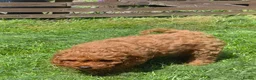 Cavapoo dogs for sale: Adorable Red F1B Cavapoo Puppies - Advert 8