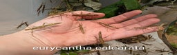 Stick Insects invertebrates for sale: Stick and leaf insect nymphs available! - Advert 9