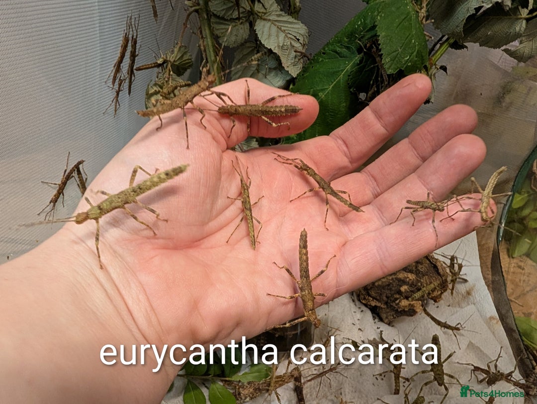 Stick Insects invertebrates for sale: Stick and leaf insect nymphs available! - Advert 9
