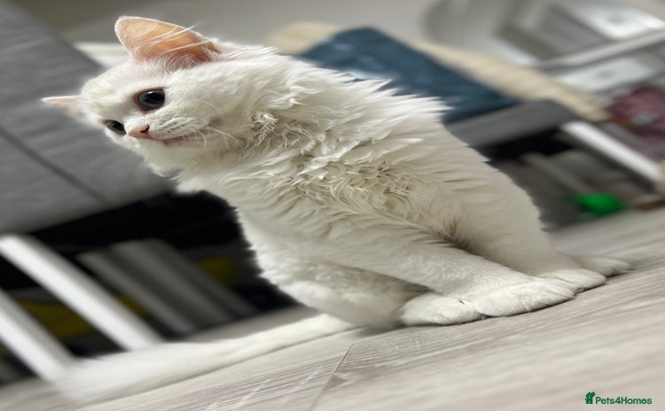 Turkish Angora cats - Advert 1