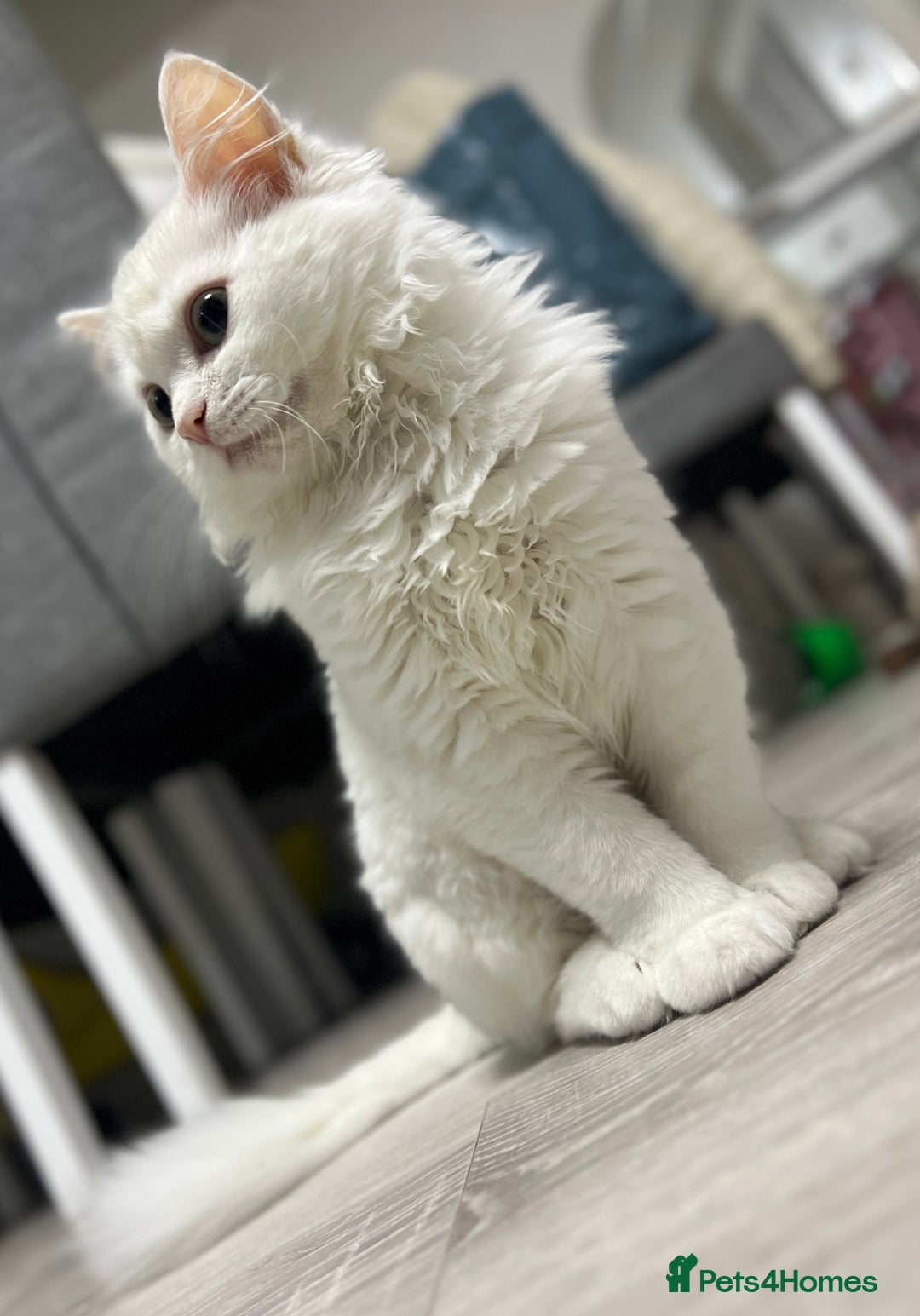 Turkish Angora cats for sale: 🐾 Gorgeous 5-Month-Old White Male Kitten 🐾 - Image 1