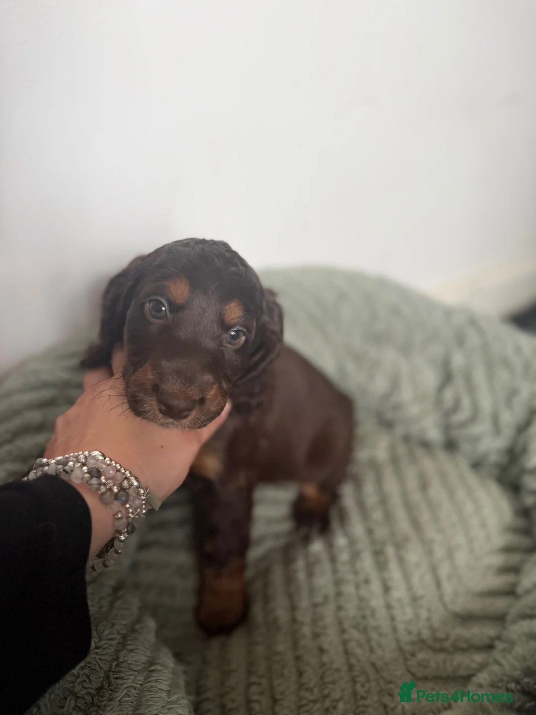 Cockapoo dogs for sale: F1B Cockapoo puppies in Deeside - Advert 17