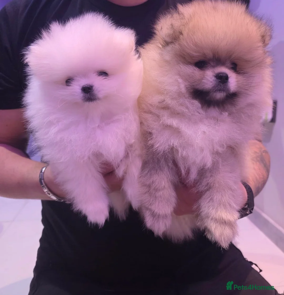Pomeranian dogs for sale: 2 beautiful Pomeranians  - Advert 1