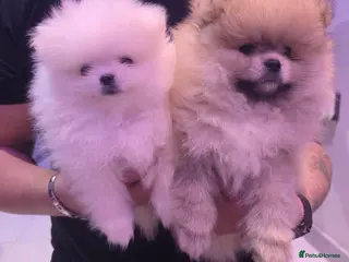 Pomeranian dogs 2 beautiful Pomeranians in Doncaster - Advert 5