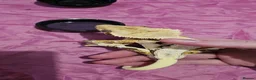 Gecko reptiles for sale: Mixed geckos - Advert 7