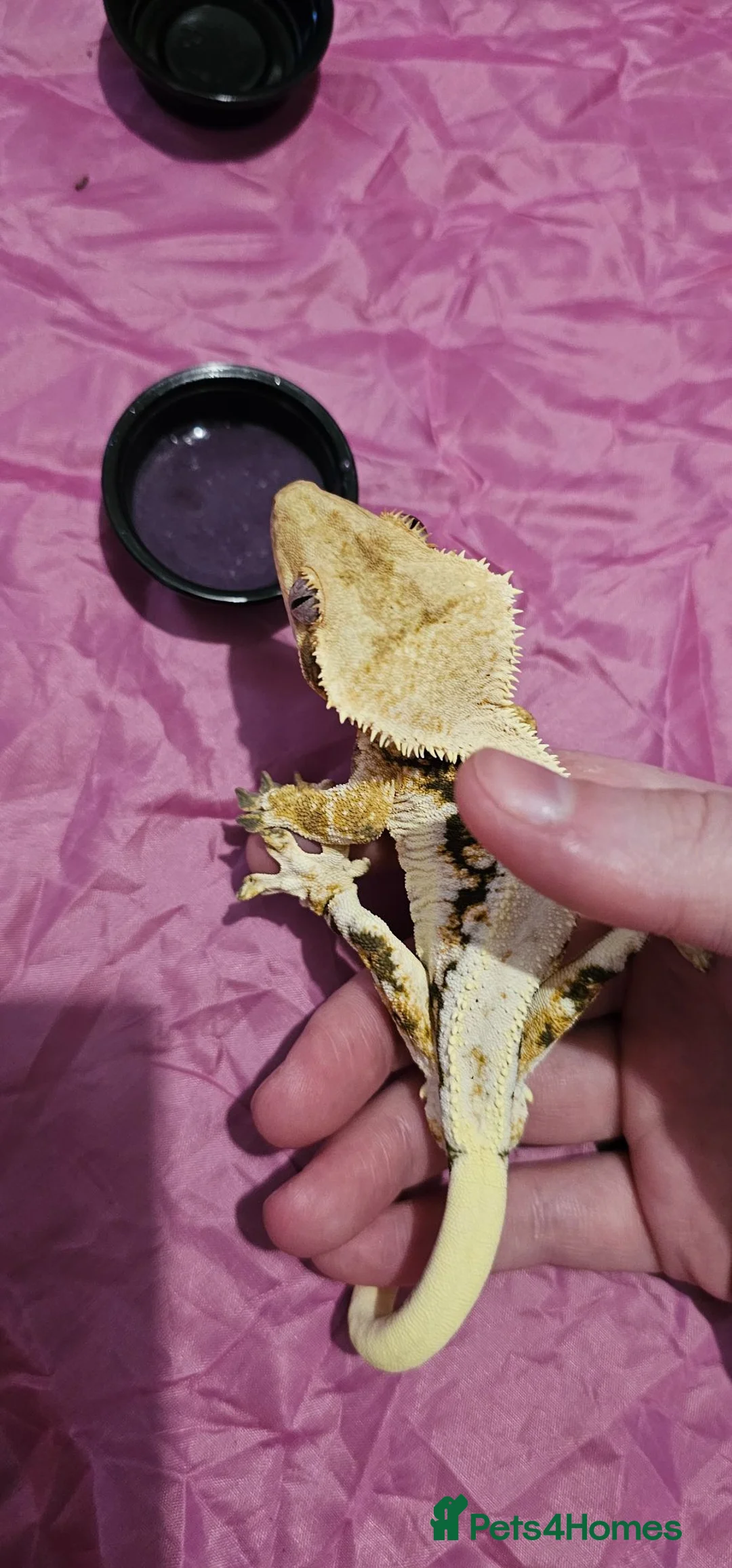 Gecko reptiles for sale: Mixed geckos - Advert 7