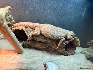 Bearded Dragon reptiles Male bearded dragon - Advert 10