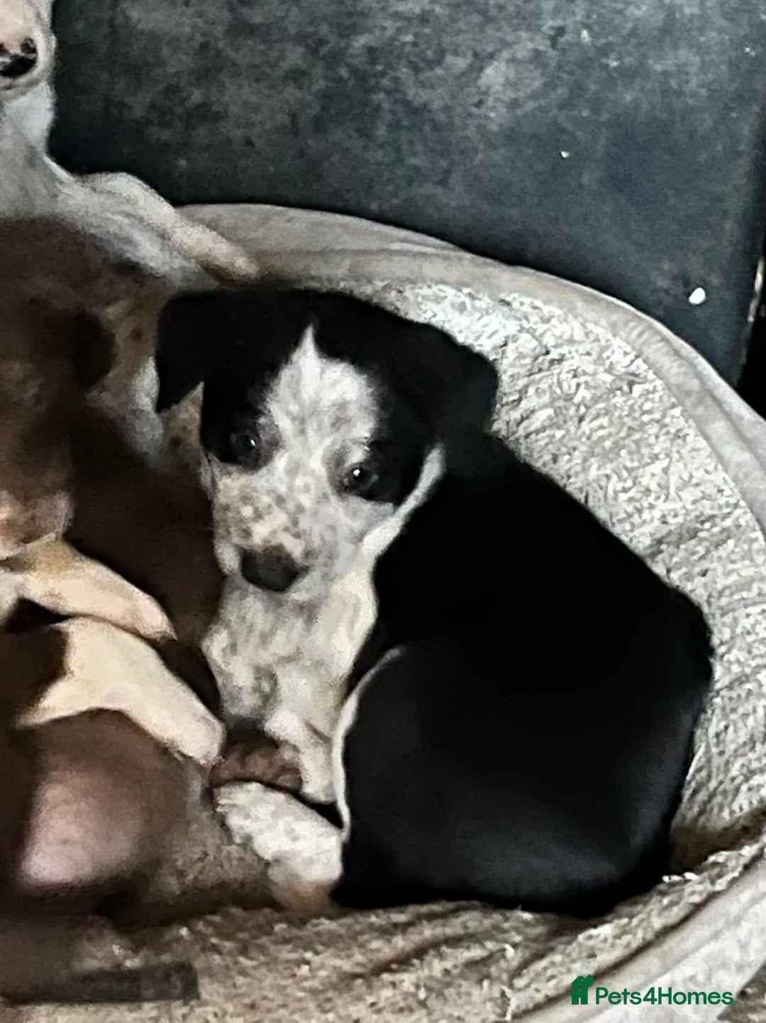 Border Collie dogs for sale: 4 gorgeous boys looking for new homes-Ready now  - Advert 5