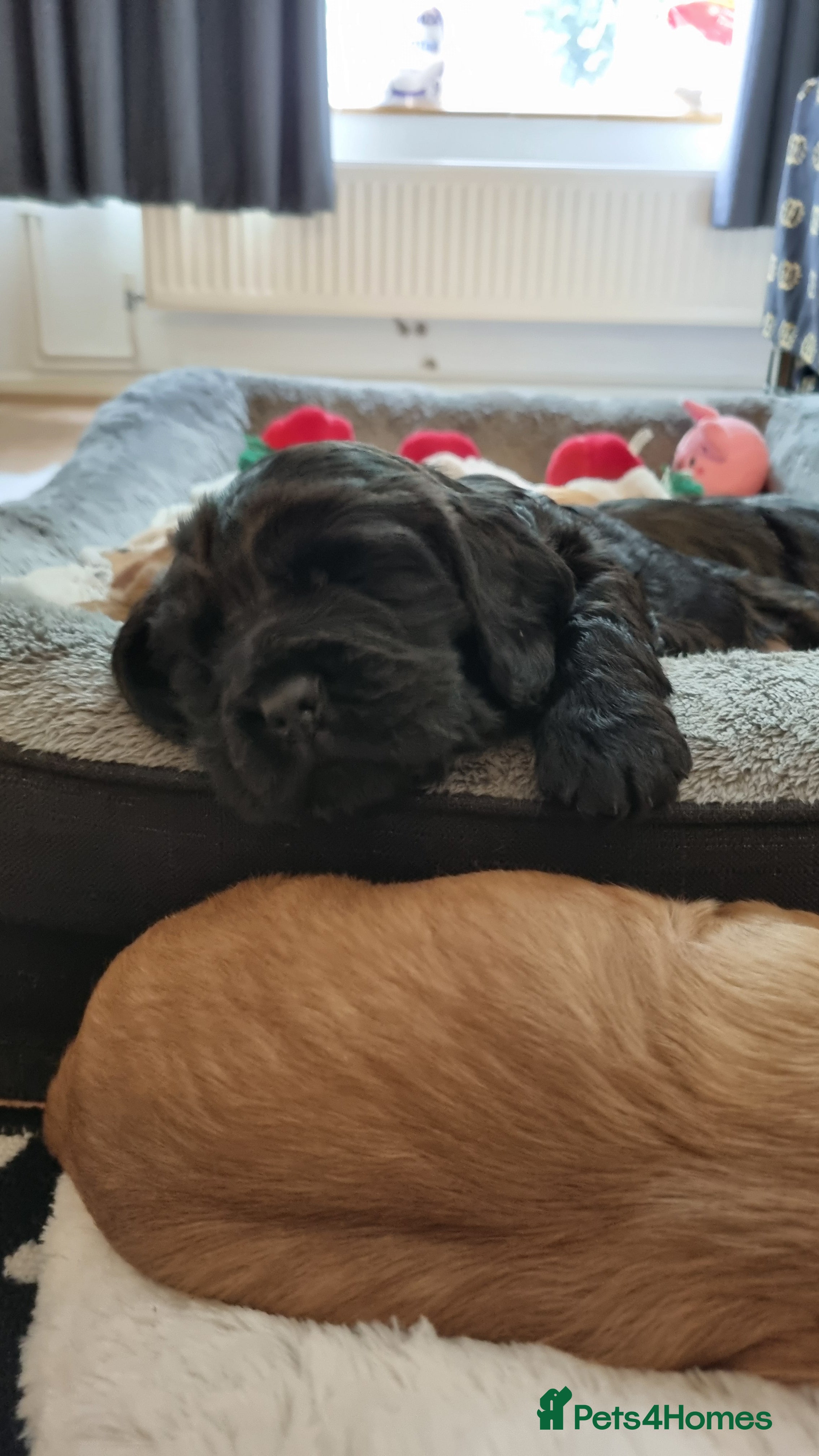 Cocker Spaniel dogs for sale: 🐾 Beautiful Show Type Cocker Spaniel Puppies - Advert 6