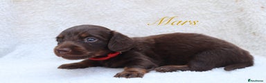 Miniature Dachshund Puppy 3